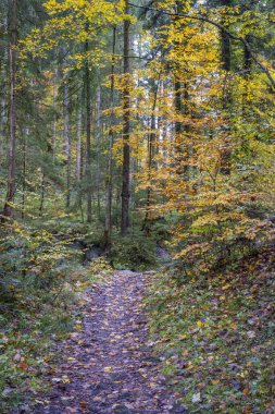 Wolfegg, Güney Almanya 'daki eski bir çiftçi köyünde farklı çiçekler, bitkiler, sebzeler ve makineler. 