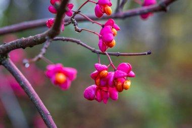 Güney Almanya 'da Wolfegg' deki eski çiftçi köyünde bitkiler, çiçekler ve makineler