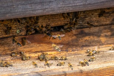 Güney Almanya 'daki eski çiftçi köyünü ziyaret ediyor.