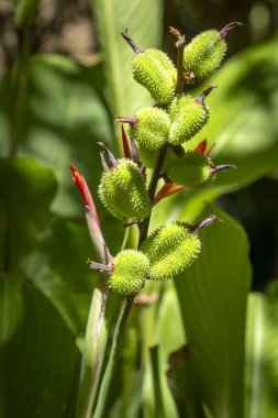 Güney Afrika 'daki Cape Town' a gidiyorum.