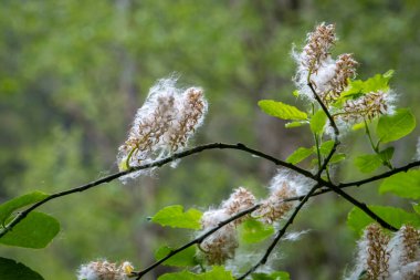 Vorderrhein nehri boyunca yürüyorum. İsviçre 'deki cezaevi kantonunda.
