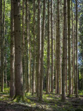 Güney Almanya 'daki Degersee' de Yerel Rekreasyon Areal