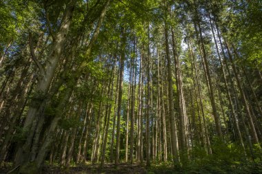 Güney Almanya 'daki Degersee' de Yerel Rekreasyon Areal