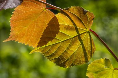 Güney Almanya 'daki Degersee' de Yerel Rekreasyon Areal