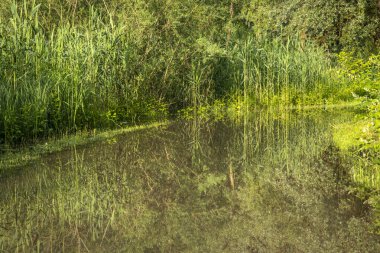 walking in the flood at the lake Constance after strong rainy days clipart