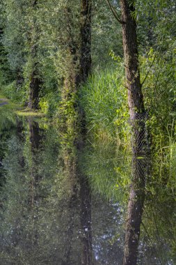 Güçlü yağmurlu günlerden sonra Constance gölündeki selde yürüyor.