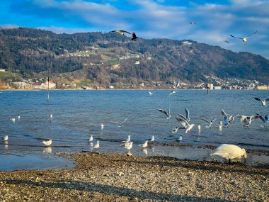 Avusturya 'nın Vorarlberg kentindeki Constance Gölü' nde Leiblachmuendung 'da bir koruma alanında yerel dinlenme alanı.