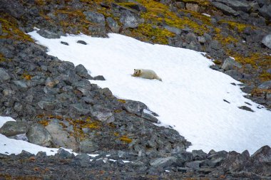 Polar Bear at the Magdalensfjorden in Svalbard clipart