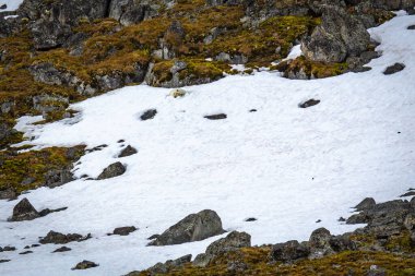 Kutup Ayısı Svalbard 'daki Magdalensfjorden' de.