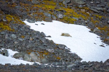 Kutup Ayısı Svalbard 'daki Magdalensfjorden' de.