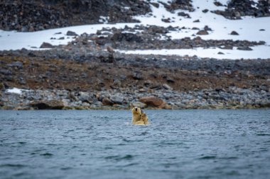 Polar Bear at the Magdalensfjorden in Svalbard clipart