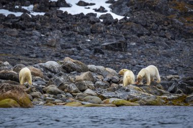 Kutup Ayısı Svalbard 'daki Magdalensfjorden' de.