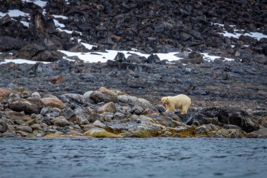 Kutup Ayısı Svalbard 'daki Magdalensfjorden' de.