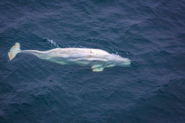 Norveç, Svalbard 'da Kuzey Kutbu' nda beyaz bir Beluga Balinası sallıyor.