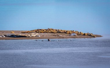 Norveç, Svalbard 'daki Nordaustlandet' de Torellneset 'te Kuzey Kutbu' nda bir grup deniz aygırını izliyordum.