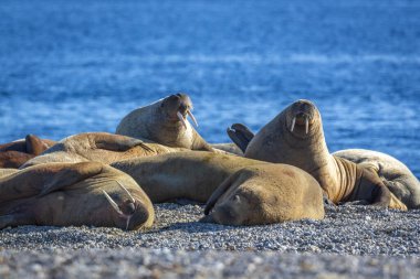 Norveç, Svalbard 'daki Nordaustlandet' de Torellneset 'te Kuzey Kutbu' nda bir grup deniz aygırını izliyordum.