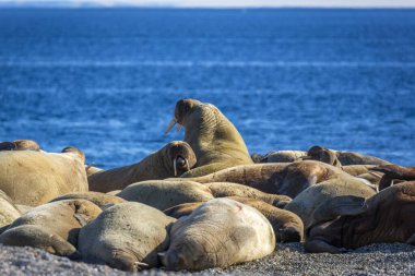 Norveç, Svalbard 'daki Nordaustlandet' de Torellneset 'te Kuzey Kutbu' nda bir grup deniz aygırını izliyordum.