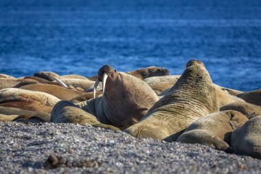 Norveç, Svalbard 'daki Nordaustlandet' de Torellneset 'te Kuzey Kutbu' nda bir grup deniz aygırını izliyordum.