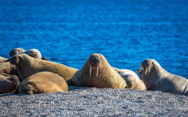 Nordaustlandet kıyısındaki Torellneset 'te bir deniz aygırı kolonisini izliyordum.