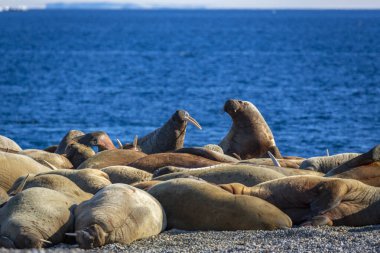 Nordaustlandet kıyısındaki Torellneset 'te bir deniz aygırı kolonisini izliyordum.