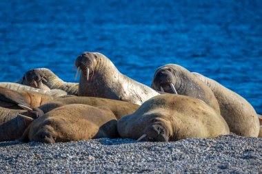 Nordaustlandet kıyısındaki Torellneset 'te bir deniz aygırı kolonisini izliyordum.