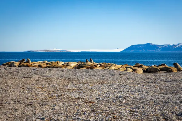 Nordaustlandet kıyısındaki Torellneset 'te bir deniz aygırı kolonisini izliyordum.