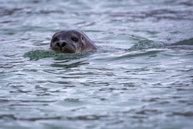 Spitsbergen, Svalbard, Norveç 'teki Hamiltonbukta' da bir foku izliyor.