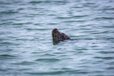 Spitsbergen, Svalbard, Norveç 'teki Hamiltonbukta' da bir foku izliyor.