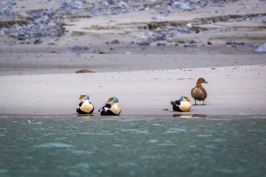 Spitsbergen, Svalbard, Norveç 'te Hamiltonbukta' da kuş gözlemi