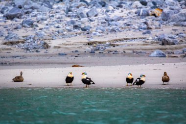 Spitsbergen, Svalbard, Norveç 'te Hamiltonbukta' da kuş gözlemi