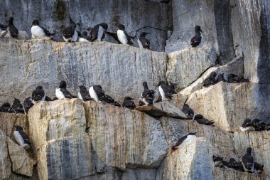 Svalbard, Norveç 'teki Spitsbergen ve Nordaustlandet arasındaki Alkefjellet' te kuş gözlemi