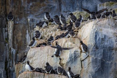 Svalbard, Norveç 'teki Spitsbergen ve Nordaustlandet arasındaki Alkefjellet' te kuş gözlemi