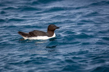Svalbard, Norveç 'teki Spitsbergen ve Nordaustlandet arasındaki Alkefjellet' te kuş gözlemi