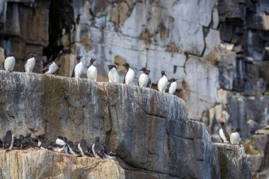 Svalbard, Norveç 'teki Spitsbergen ve Nordaustlandet arasındaki Alkefjellet' te kuş gözlemi