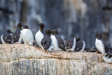Svalbard 'daki Spitsbergen ve Nordaustlandet arasındaki harika Alkefjellet' i kuş gözlemi