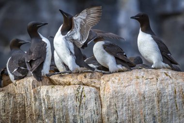 Svalbard 'daki Spitsbergen ve Nordaustlandet arasındaki harika Alkefjellet' i kuş gözlemi