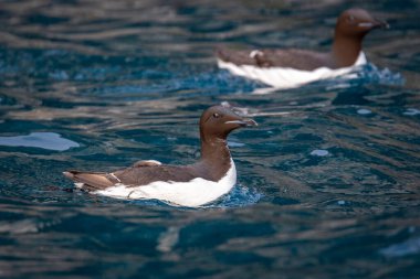 Svalbard 'daki Spitsbergen ve Nordaustlandet arasındaki harika Alkefjellet' i kuş gözlemi