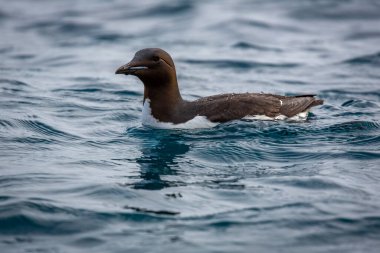 Svalbard 'daki Spitsbergen ve Nordaustlandet arasındaki harika Alkefjellet' i kuş gözlemi