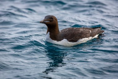 Svalbard 'daki Spitsbergen ve Nordaustlandet arasındaki harika Alkefjellet' i kuş gözlemi