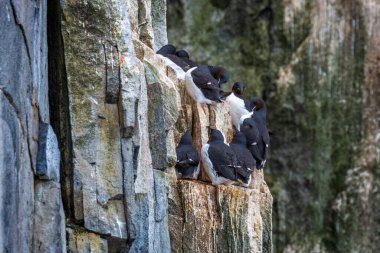 Svalbard 'daki Spitsbergen ve Nordaustlandet arasındaki harika Alkefjellet' i kuş gözlemi