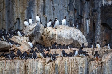 Svalbard 'daki Spitsbergen ve Nordaustlandet arasındaki harika Alkefjellet' i kuş gözlemi