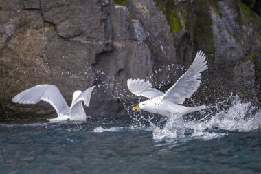 Svalbard 'daki Spitsbergen ve Nordaustlandet arasındaki harika Alkefjellet' i kuş gözlemi