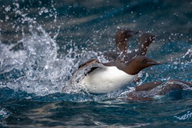 Svalbard 'daki Spitsbergen ve Nordaustlandet arasındaki harika Alkefjellet' i kuş gözlemi