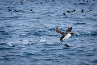 Svalbard 'daki Spitsbergen ve Nordaustlandet arasındaki harika Alkefjellet' i kuş gözlemi