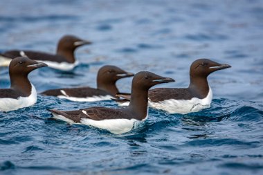 Svalbard 'daki Spitsbergen ve Nordaustlandet arasındaki harika Alkefjellet' i kuş gözlemi