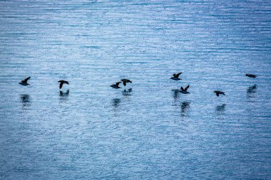 Svalbard 'daki Spitsbergen ve Nordaustlandet arasındaki harika Alkefjellet' i kuş gözlemi