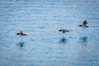 Svalbard 'daki Spitsbergen ve Nordaustlandet arasındaki harika Alkefjellet' i kuş gözlemi