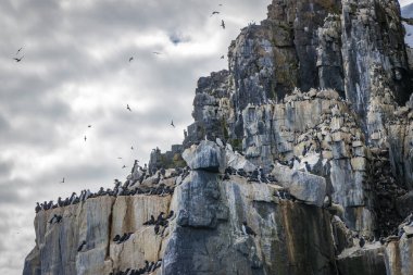 Svalbard 'daki Spitsbergen ve Nordaustlandet arasındaki harika Alkefjellet' i kuş gözlemi