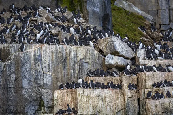 Svalbard 'daki Spitsbergen ve Nordaustlandet arasındaki harika Alkefjellet' i kuş gözlemi
