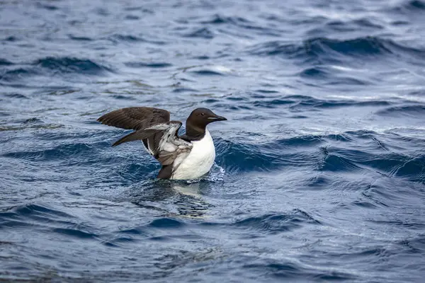 Svalbard 'daki Spitsbergen ve Nordaustlandet arasındaki harika Alkefjellet' i kuş gözlemi